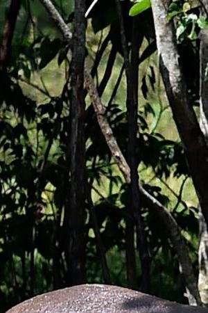 Hippos are seen at the Hacienda Napoles theme park, once the private zoo of drug kingpin Pablo Escobar at his Napoles ranch, in Doradal, Antioquia department, Colombia on September 12, 2020. - Escobar bought four hippos from a zoo in California and flew them to his ranch in the early 1980s. Left to themselves on his Napoles Estate, they bred to become supposedly the biggest wild hippo herd outside Africa -- a local curiosity and a hazard. (Photo by Raul ARBOLEDA / AFP) (Photo by RAUL ARBOLEDA/AFP via Getty Images)