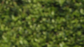 Xavier López 'Chabelo'