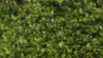 Xavier López 'Chabelo'