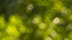 Primo exclusive pictures