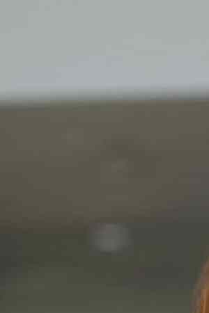 LOS ANGELES, CA - AUGUST 10: Sofia Vergara is seen arriving at "America's Got Talent" Studios on August 10, 2022 in Los Angeles, California. (Photo by Bellocqimages/Bauer-Griffin/GC Images)