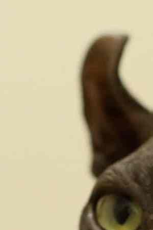 An Egyptian Mau cat tattooed with the symbols of the criminal group Los Mexicles that reads "Made in Mexico" is photographed in the Rescue and Adoption of Municipal Pets area (RAMM) in Ciudad Juarez, Chihuahua state, Mexico on February 13, 2023, after being rescued by the Secretary of State Public Security from inside the Center for Social Readaptation number 3 (Cereso). (Photo by HERIKA MARTINEZ / AFP) (Photo by HERIKA MARTINEZ/AFP via Getty Images)