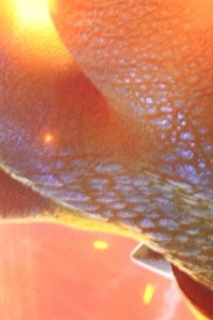 LOS ANGELES, CALIFORNIA - APRIL 01: Anya Taylor-Joy attends the Special Screening Of Universal Pictures' "The Super Mario Bros. Movie" held at Regal LA Live on April 01, 2023 in Los Angeles, California. (Photo by Albert L. Ortega/Getty Images)