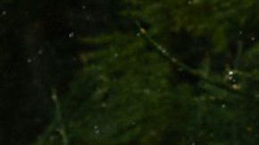 Bad Bunny sneaker collaboration with Adidas to celebrate Coachella achievement