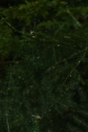 Bad Bunny sneaker collaboration with Adidas to celebrate Coachella achievement