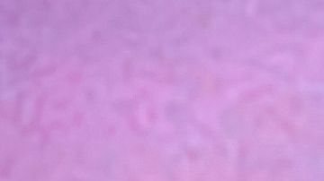 Bad Bunny_Highlights_Pepsi_Students