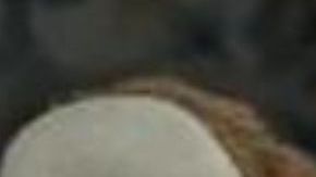 adidas concha sneakers