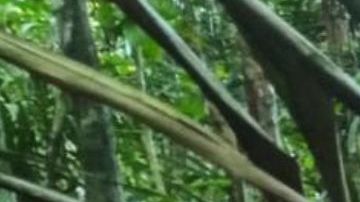 JUNGLE, COLOMBIA - JUNE 9: (----EDITORIAL USE ONLY - MANDATORY CREDIT - 'COLOMBIAN MILITARY FORCES / HANDOUT' - NO MARKETING NO ADVERTISING CAMPAIGNS - DISTRIBUTED AS A SERVICE TO CLIENTS----) Colombian Military Forces help four children who survived 40 days in the Amazon jungle after their plane crashed in the department of Caqueta on June 9, 2023. A miracle in the jungle is how Colombians are describing the discovery Friday of four indigenous children who survived 40 days in the Amazon jungle after their plane crashed. The children were flying May 1 from Araracuara, in Amazonas province, to San Jose del Guaviare, in southeastern Colombia when the plane malfunctioned and crashed. Three adults, including the children's mother, died. (Photo by Colombian Military Forces / Handout/Anadolu Agency via Getty Images)