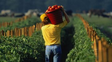 Florida farm labourer