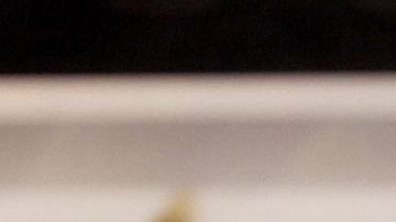 Quarters_Celia Cruz holds her GRAMMY for Best Traditional Tropical Album. (Photo by SGranitz/WireImage)