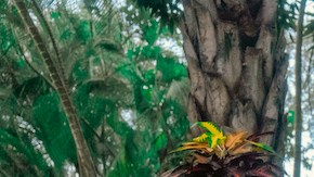 Manuel Turizo_Grupo Frontera_Mystery