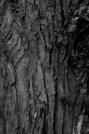 ITALY - CIRCA 1954: Mexican actress María Félix during festival of Venice, 1954. LIP-062-063-084. (Photo by Roger Viollet via Getty Images/Roger Viollet via Getty Images)