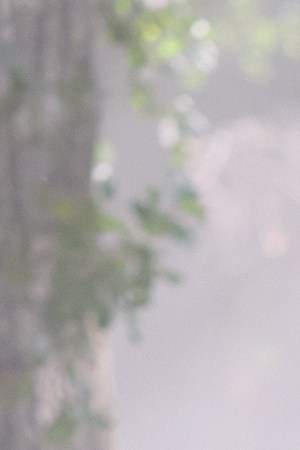 CARLA MORRISON_English