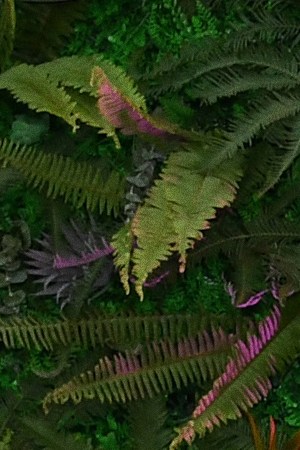 Yahritza y Su Esencia