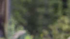 LAKE LOUISE, CANADA - JUNE 27: An adult grizzly bear walks through a nearby campground and picnic area on June 27, 2013 in Lake Louise, Alberta, Canada. Major flooding along the Bow River in June washed out the Trans-Canada Highway 1 for nearly a week, forcing park visitors to cancel their vacation plans. (Photo by George Rose/Getty Images)