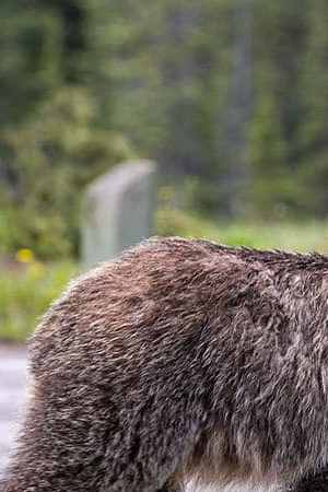 LAKE LOUISE, CANADA - JUNE 27: An adult grizzly bear walks through a nearby campground and picnic area on June 27, 2013 in Lake Louise, Alberta, Canada. Major flooding along the Bow River in June washed out the Trans-Canada Highway 1 for nearly a week, forcing park visitors to cancel their vacation plans. (Photo by George Rose/Getty Images)