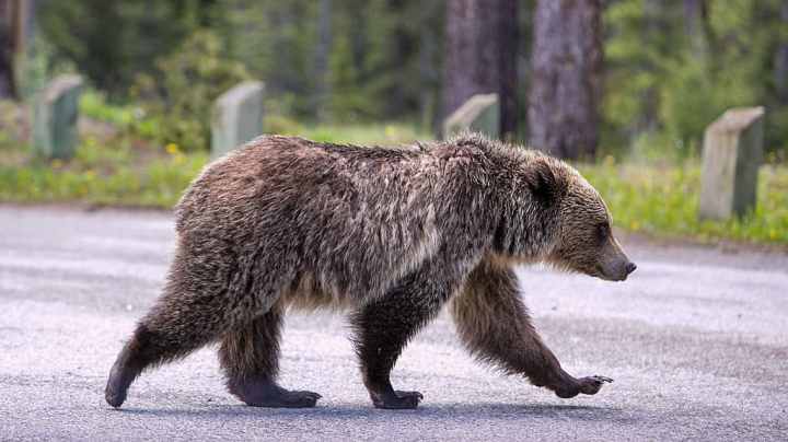 LAKE LOUISE, CANADA - JUNE 27: An adult grizzly bear walks through a nearby campground and picnic area on June 27, 2013 in Lake Louise, Alberta, Canada. Major flooding along the Bow River in June washed out the Trans-Canada Highway 1 for nearly a week, forcing park visitors to cancel their vacation plans. (Photo by George Rose/Getty Images)