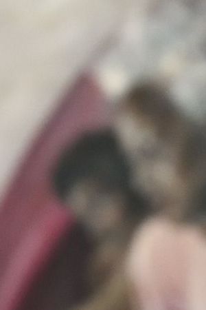 LOS ANGELES, CA - SEPTEMBER 16: Artist Harmonia Rosales attends her gallery opening at the Simard Bilodeau Conterporary Presents Harmonia Rosales-B.I.T.C.H show at Simard Bilodeau Contemporary on September 16, 2017 in Los Angeles, California. (Photo by Earl Gibson III/Getty Images)