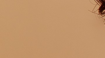 Courtesy of Fossil.