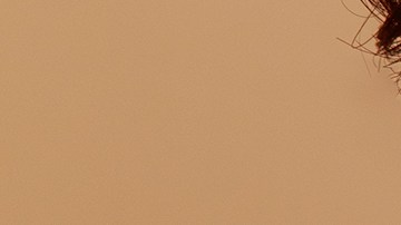 Courtesy of Fossil.