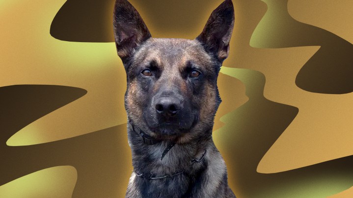 Border patrol dog Yoda that caught Danelo Cavalcante