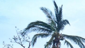 25 October 2023, Mexico, Acapulco: Damage is seen on the beach of the well-known and traditional Mexican beach resort after Hurricane "Otis" hit the region. "Otis" made landfall early Wednesday as an extremely dangerous Category 5 hurricane with sustained winds of nearly 270 kilometers per hour and gusts of up to 330 kilometers per hour. Photo: eduardo guerrero/dpa (Photo by eduardo guerrero/picture alliance via Getty Images)