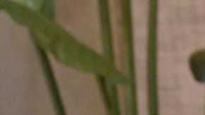 Love is Blind. Lydia Velez Gonzalez in episode 502 of Love is Blind. Cr. Courtesy of Netflix © 2023