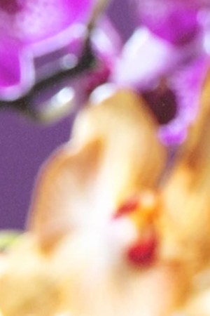 Kali Uchis_‘Tu Corazón Es Mío’