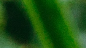 Li Saumet Headshot #2