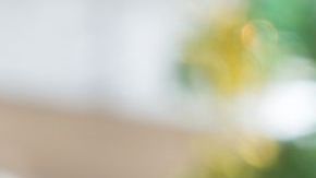 beautiful red poinsettia Christmas flower close up