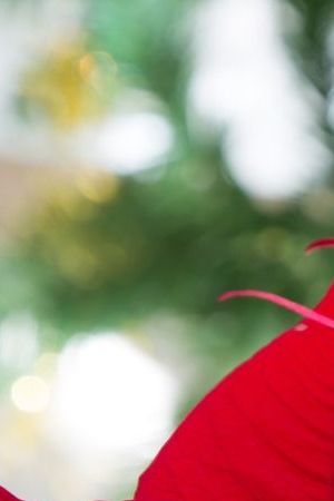 beautiful red poinsettia Christmas flower close up