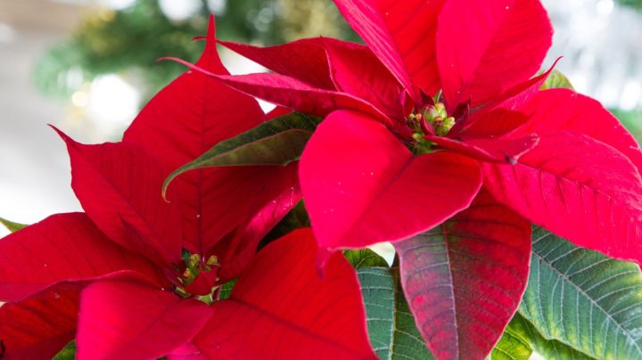 beautiful red poinsettia Christmas flower close up