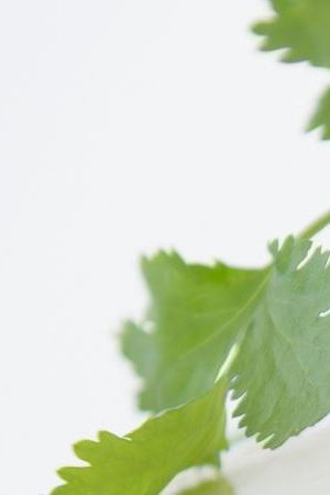 queso fresco (cheese)