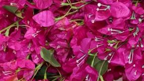 HOLLYWOOD, CALIFORNIA - MARCH 10: America Ferrera attends the 96th Annual Academy Awards on March 10, 2024 in Hollywood, California. (Photo by Marleen Moise/Getty Images)