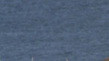 Subject: A Peruvian woman spinning the wool of a baby Vicuna, a South American camelid in the family of a Llama, produces one of the finest wool in the world