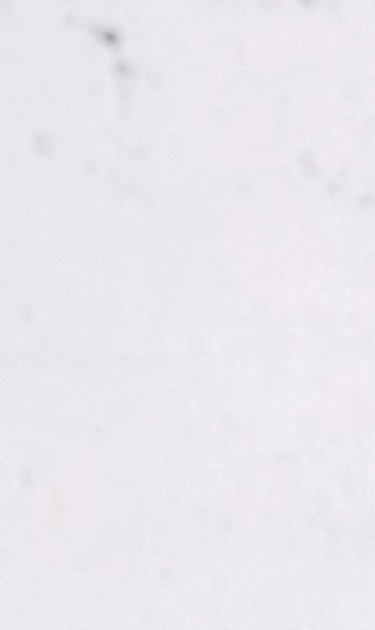 camila-ramon-header