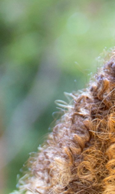 kat-de-jesus-header
