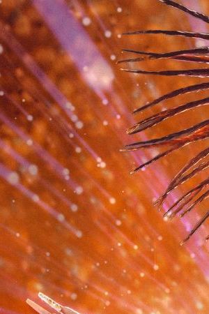 Roxxy Andrews for RuPaul's Drag Race All Stars Season 9