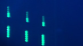 Don Omar_Back to Reggaeton Tour