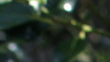 Natalia Ángeles Vieyra