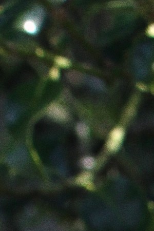 Natalia Ángeles Vieyra