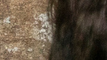 Bridgerton. (L to R) Luke Newton as Colin Bridgerton, Nicola Coughlan as Penelope Featherington in episode 302 of Bridgerton. Cr. Liam Daniel/Netflix © 2024