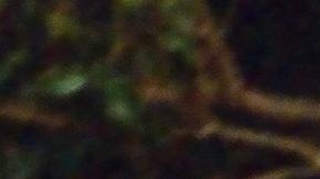 Feid-Young Miko_Debut