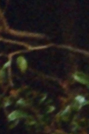 Feid-Young Miko_Debut