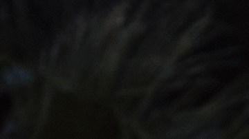 Peso Pluma_2024 Premios