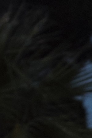 Peso Pluma_2024 Premios