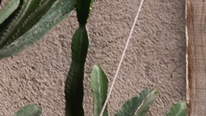 Manu Chao_‘São Paulo Motoboy’