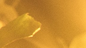 Siddhartha_'Miel de Azar'