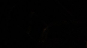 Los Tigres del Norte_Premios Juventud