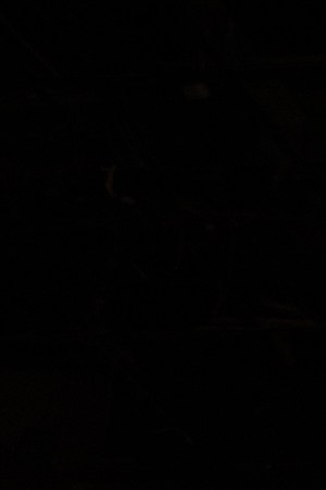 Los Tigres del Norte_Premios Juventud